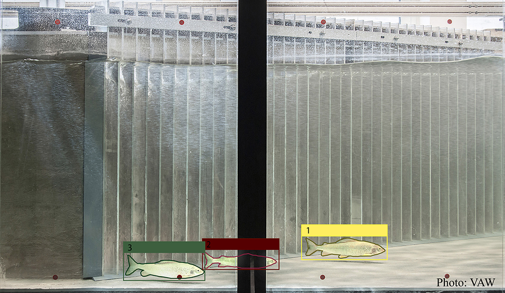 Enlarged view: Fig. 1:  Illustration of fish detection in a video frame recorded during etho-hydraulic experiments using the automated 2D fish-tracking software