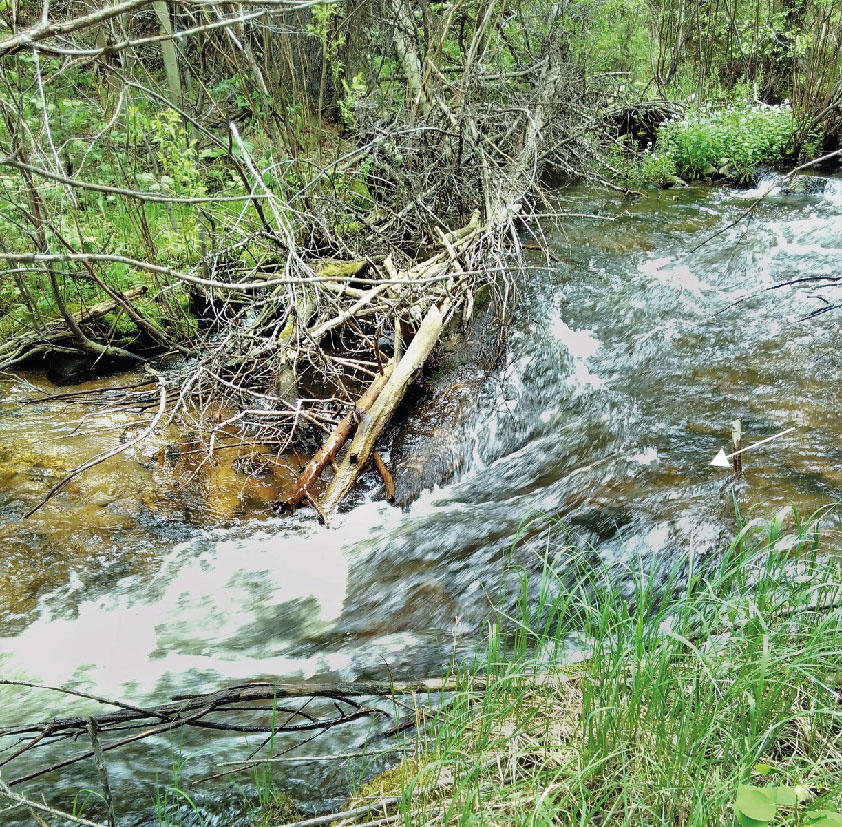 Enlarged view: Figure 2: Natural partially spanning logjam at Little Beaver Creek in Colorado, USA (photo: I. Schalko)